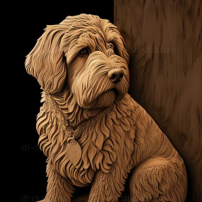 st Labradoodle dog